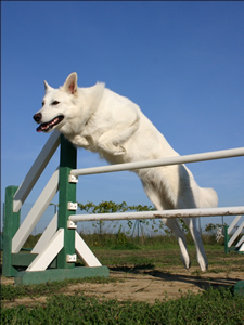 Agility - Saut de Haies